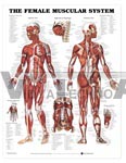 The Female Muscular System Anatomical Chart